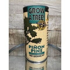 Grow Your Own Piñon Pine Tree Kit Indoor Outdoor Evergreen Edible