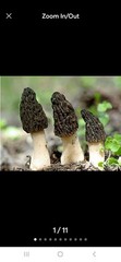Black Morel Mushroom – Garden Grow Kit – Organic – Spawn – Starter