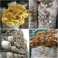 50 Pack, Mushroom Grow Bags, Heavy Duty 6 Mil Polypropylene Mushroom Substrate B