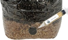 Microppose Self Healing Injection Ports for Mushroom Spawn Bags and Jar Lids (50