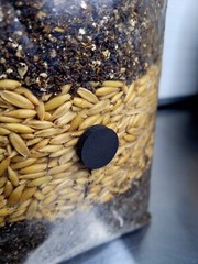 Premium Exotic Dung ALL-IN-ONE Mushroom Grow Kit 2 Pack Kit 5lb Bag