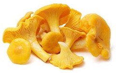 Chanterelle Mushroom Spores in Sawdust Bag Garden Grow Kit Makes 5 gal Free Ship