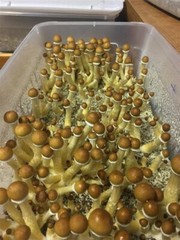Mushroom Monotub 6-Pack (Fruiting Tub) “Mushroom Growing Monotubs”
