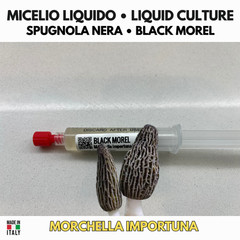 Morechella importuna Liquid Culture Black Spugnola 10ml Gourmet Mushrooms