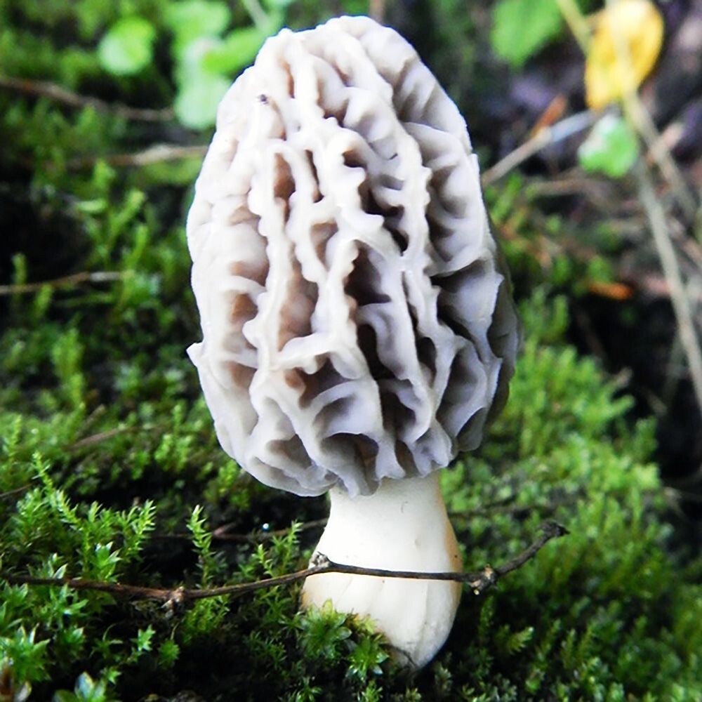 California Landscaping Morel (Morchella rufobrunnea) Liquid Culture