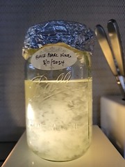 Black Pearl King Oyster Pleurotus ostreatus Liquid Culture 10+ ml Hybrid from JP