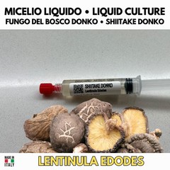 Cardoncello Slant G1 Pleurotus eryngii Agar Culture Italian Premium