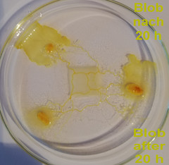 2 Stck. Blob gelber Schleimpilz yellow slime mold, nicht Physarum Polycephalum