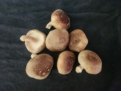 Mushroom Liquid Culture- Shiitake, Pink Oyster, Blue Oyster, 10 ml Syringes