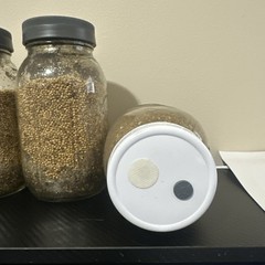 1lbs White Millet Mushroom Grain Jar with Filter Lid and Injection Port 4 Pack