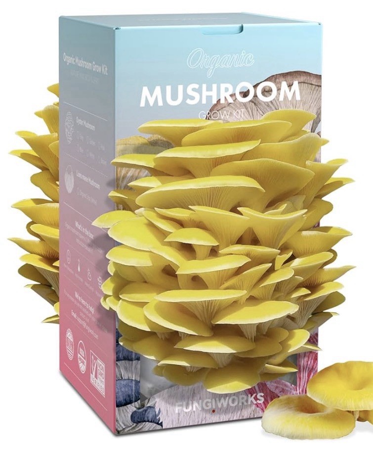 Organic Edible 4lbs Golden Oyster Mushroom Growing Kit, Made in USA, Double-Side