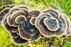 Diverse 30 Varieties Mushroom Liquid Culture – Turkey Tail (Trametes versicolor)