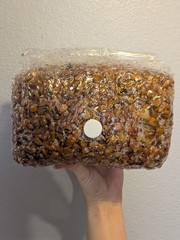 5lbs Oyster Mushroom Grain Spawn Bag w/Agar plate for testing LQ