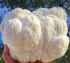 Variety Pack! Lions Mane and Oyster Mushroom Blocks, 3 x 5# blocks