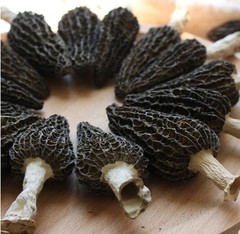 RARE! 3 Pack! Black Morel Mushroom – Garden Grow Kit – Organic – Spawn – Starter