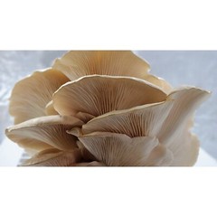 Aspen Oyster Pleurotus populinus Liquid Mushroom Culture