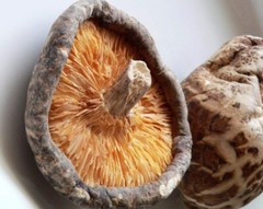 Seeds Mushroom Shiitake Imperial Mycelium Spawn Spores Organic Ukraine