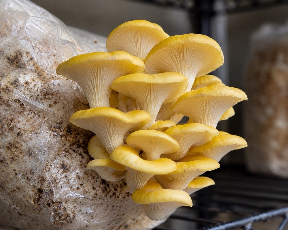 Gold Oyster (Pleurotus Citrinopileatus) Liquid Culture Syringe