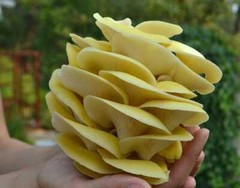 Seeds Mushroom Oyster Lemon Mycelium Spores Organic Non GMO Ukraine