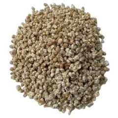 “Seeds “Mushroom California Oak Chanterelle – Spores Organic – 20 gr