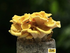 Root Mushroom Farm—Golden Oyster Mushroom Grow Kit