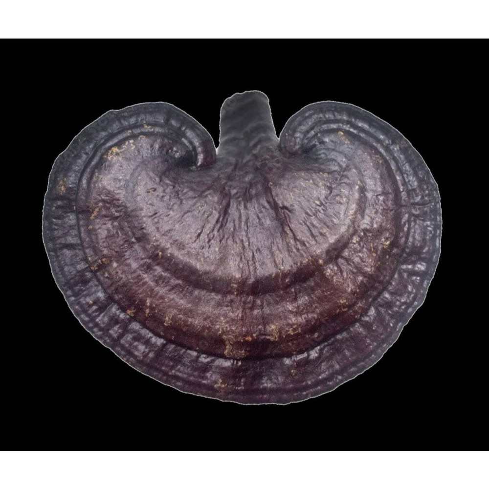Black Reishi Liquid Mushroom Culture Ganoderma sinense