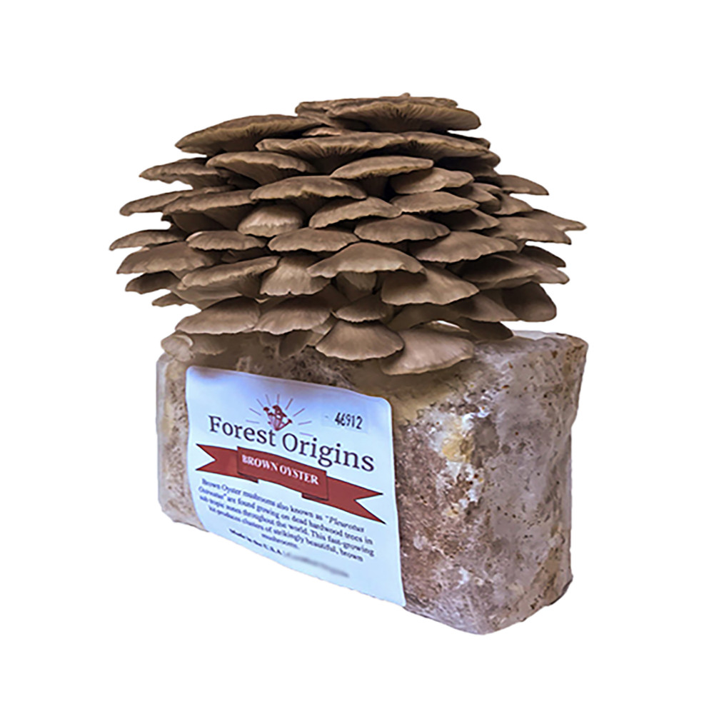 Brown Oyster Mushroom Farm – Indoor Mushroom Growing Kit -Edible Oyster Mushroom