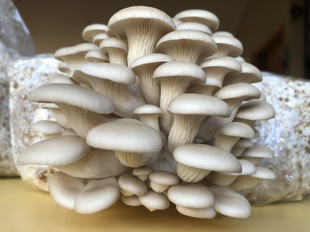 Easiest Oyster Mushroom Grow Kit, 5 pound block, Ready to Fruit!