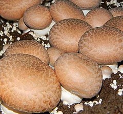 Portobello Mushroom Liquid Culture – 10cc Clean Active Mycelium for Cultivation
