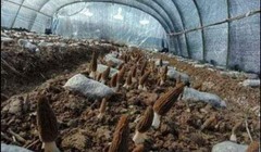 RARE! 3 Pack! Black Morel Mushroom – Garden Grow Kit – Organic – Spawn – Starter