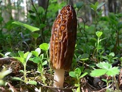 BLACK Morel Mushroom Spores Sawdust Bag Garden Grow Kit Makes 5gal Ships Free