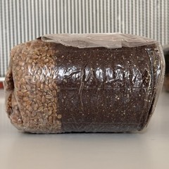 All in One Mushroom Grow Bag (2-Pack) – Org. Grains/CVG For Dung Loving Species