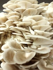 Florida Oyster Mushroom Liquid Fungi Culture 10ml