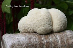 Root Mushroom Farm-Mushroom Liquid Cultures/Lion’s Mane(Hericium erinaceus)