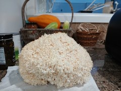22LBS-Hericium coralloides-Sawdust Spawn