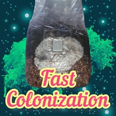 All-in-One Mushroom Grow Bag