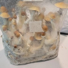 All-in-one Mushroom Grow Bags. 5lbs Ready To Use. Culture Included