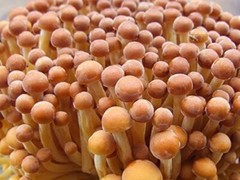 Root Mushroom Farm-Mushroom Liquid Cultures/Golden Enoki(Flammulina velutipes)