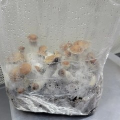 All-in-one Mushroom Grow Bags. 5lbs Ready To Use. Culture Included