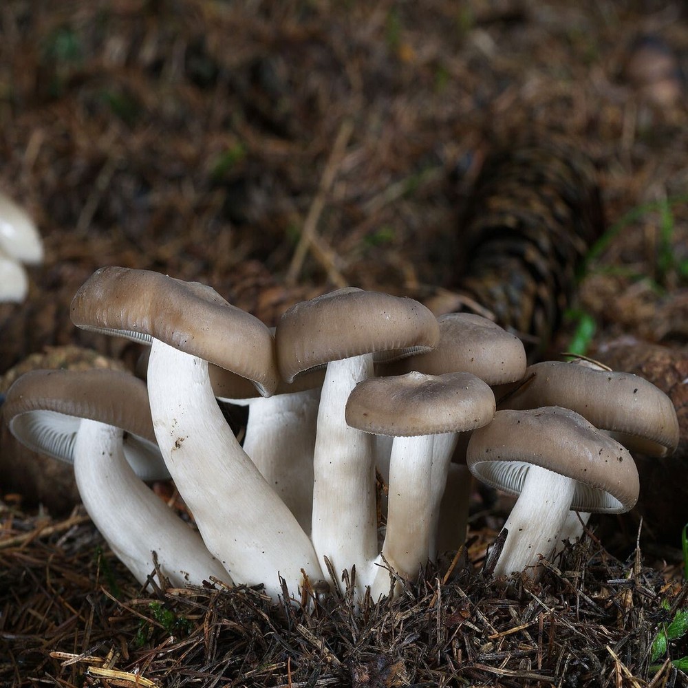 Fried Chicken Mushroom (Lyophyllum decastes) Liquid Culture