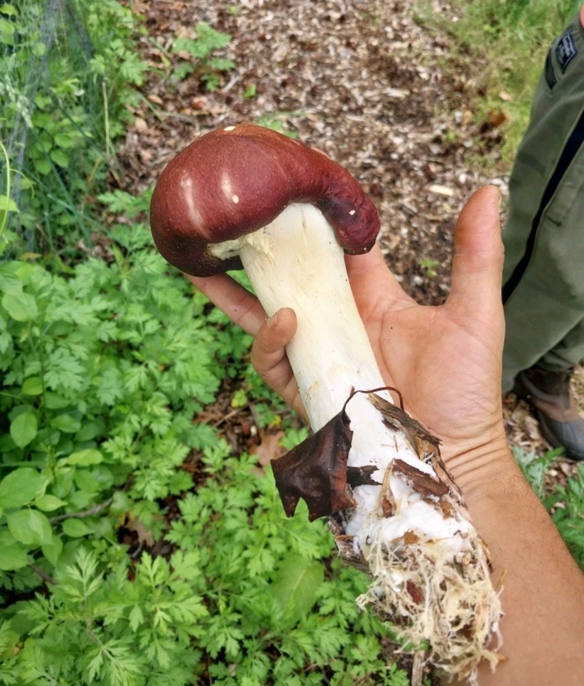 2lb RedWine Cap Mushroom Spawn-Made In The USA For Low Impact Forest Farming