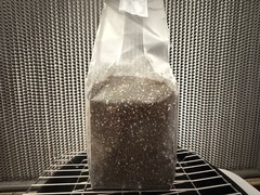 Premium Sterile Bulk Mushroom Substrate For Dung-Loving Species CVG BLEND 2lbs.