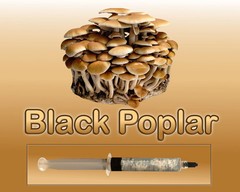 Black Poplar Pioppino Liquid Culture Syringe 10ml Agrocybe Gourmet Mushroom