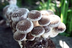 Root Mushroom Farm/Shiitake Mushroom Grow Kit/ Harvest in 10 Days