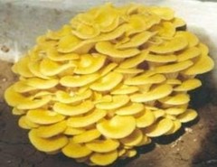 Mushroom Liquid Culture Golden Oyster Pleurotus Citrinopileatus 10cc Mycelium