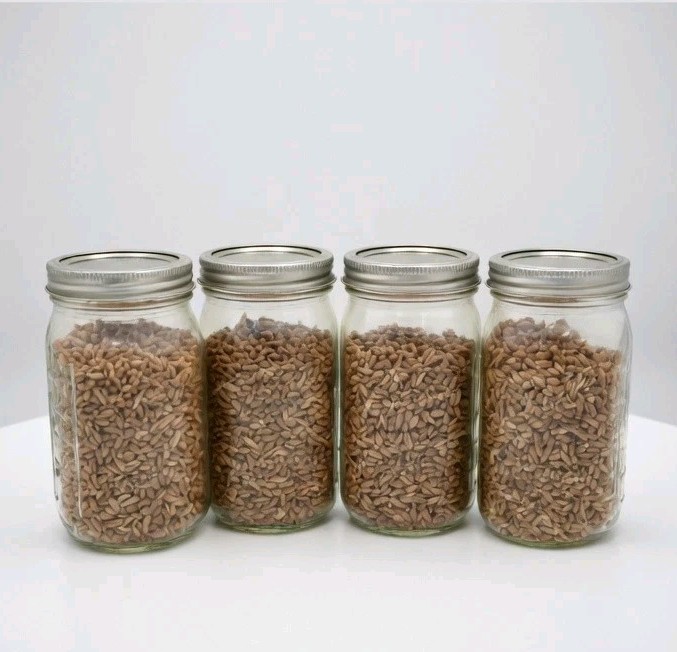 Sterilized Whole Oat Grain Spawn Jars – Pack Of 4 Quart Size Jars