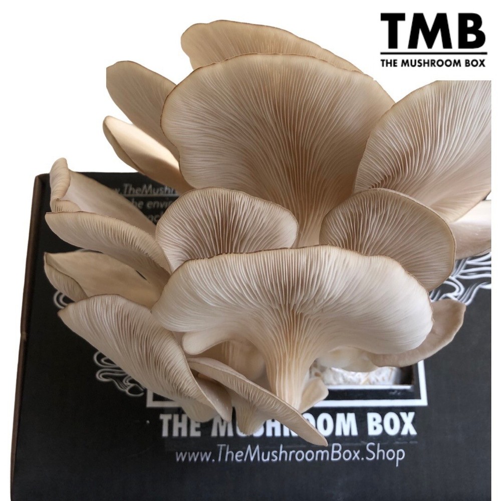 Pearl Oyster – Mega Mushroom box