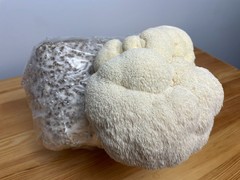 Mushroom Grow Kit Variety Pack, 3 x 5# blocks, ready to fruit!