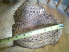 6″ X 7.5″ Pheasant Back Mushroom (Polyporus squamosus) DRIED FOR 6 MONTHS