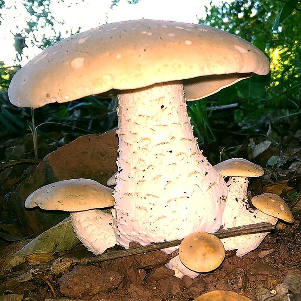 Macrocybe titans Liquid Culture